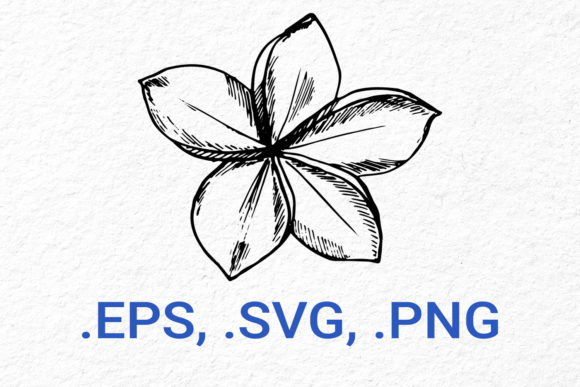 Frangipani Flower Sketch: Creative Possibilities